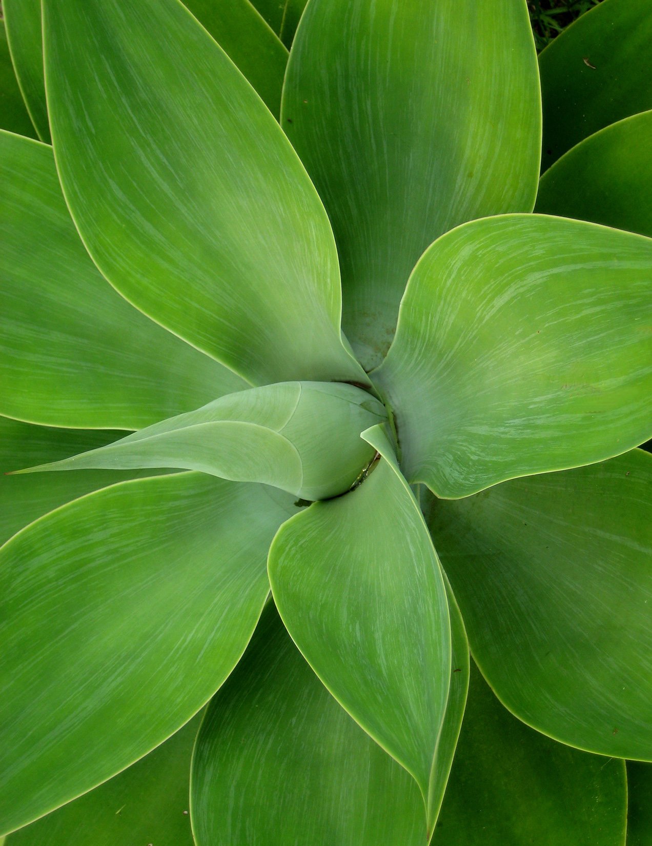 Hosta
