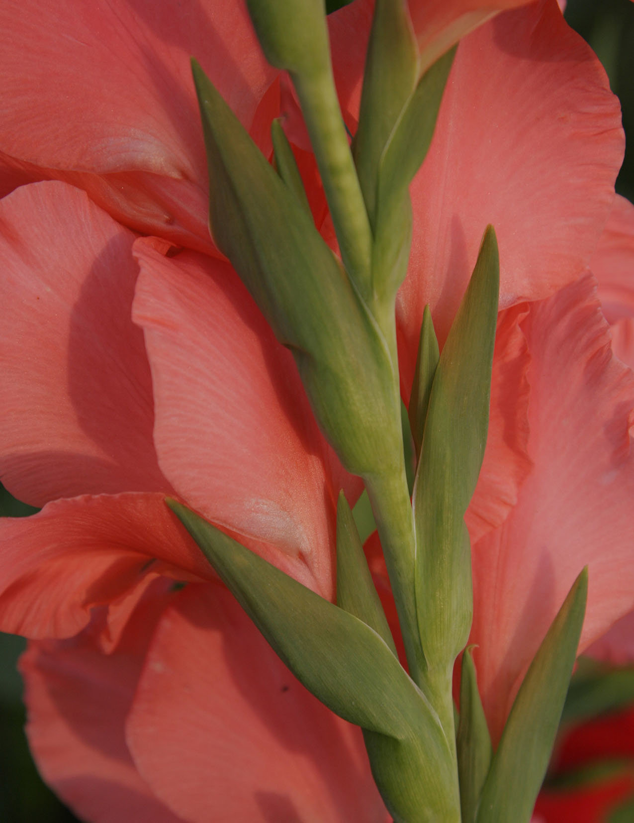 Gladiolus