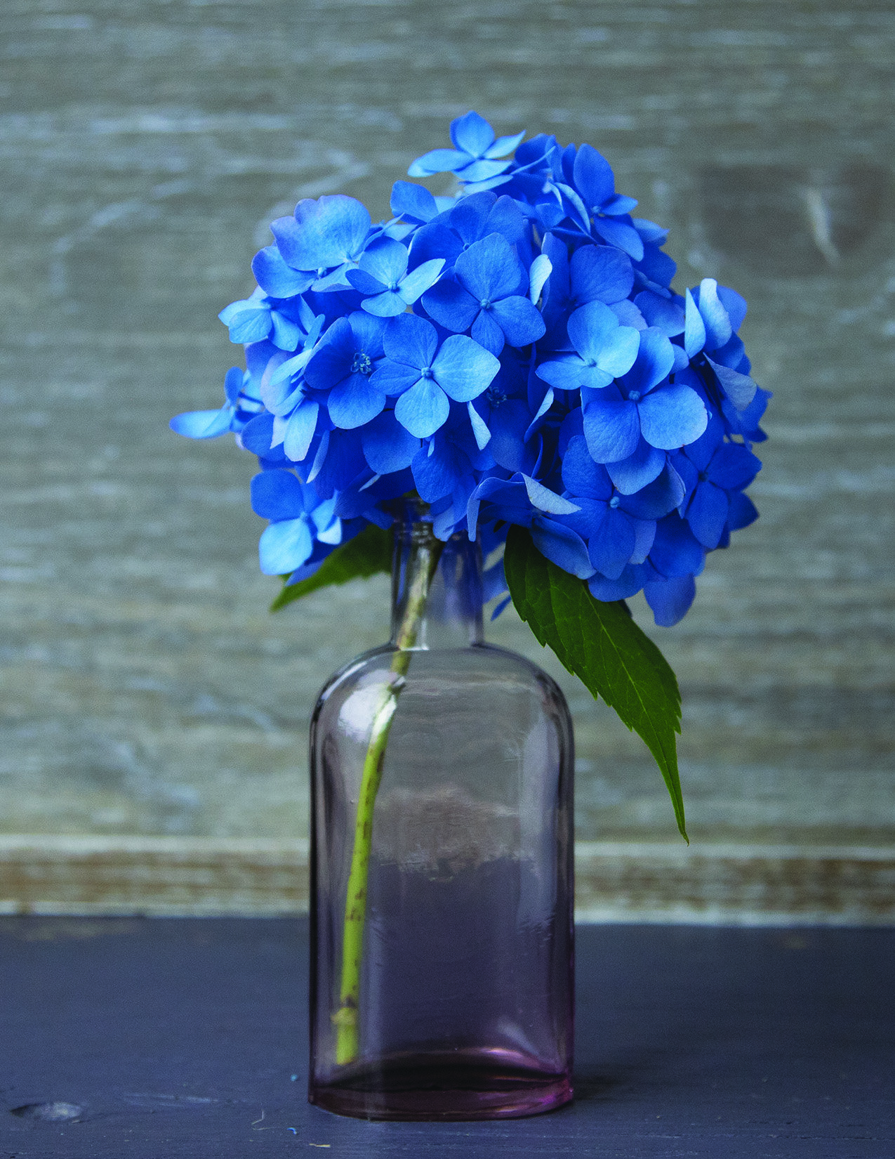 Hydrangea Blue