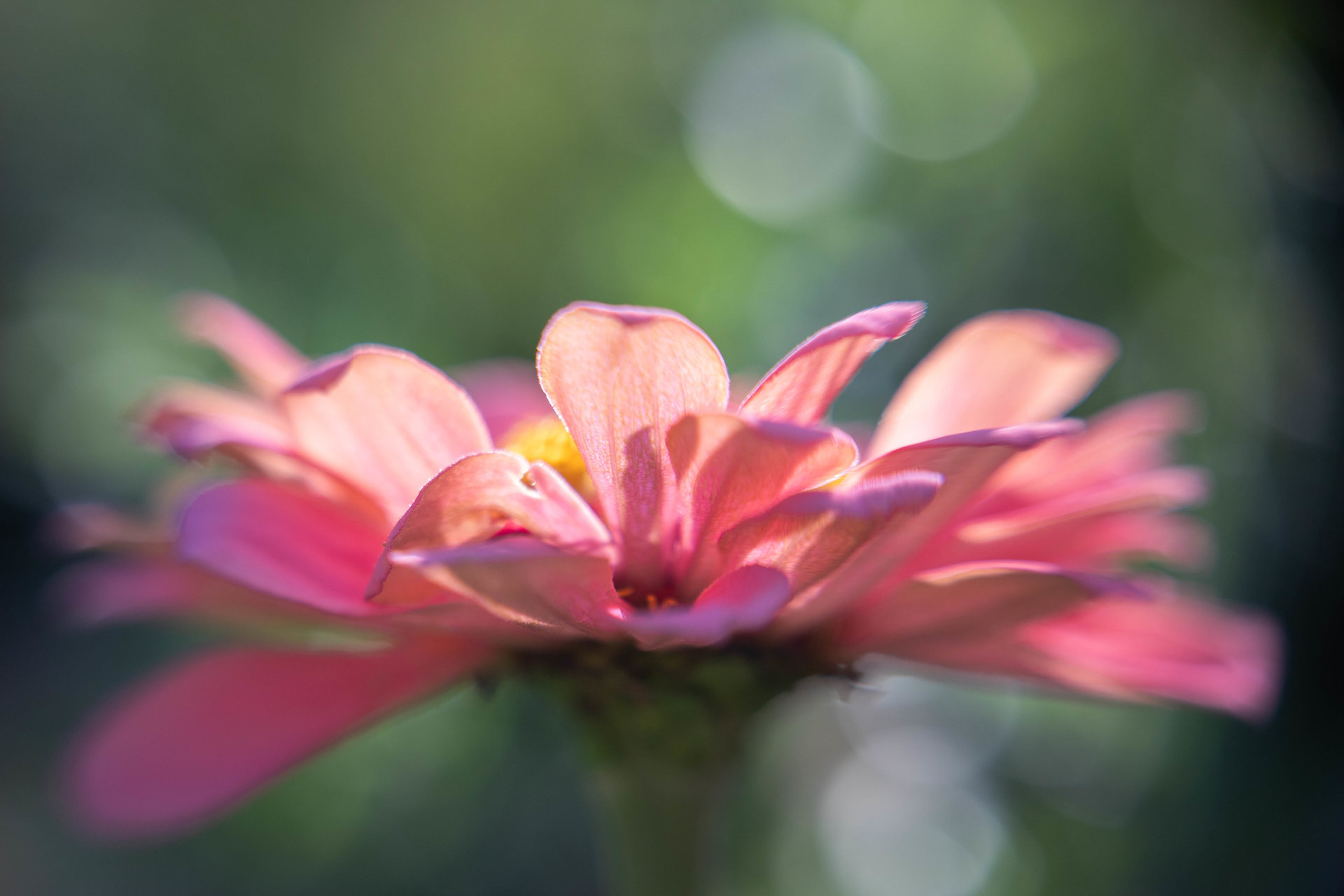 Zinnia