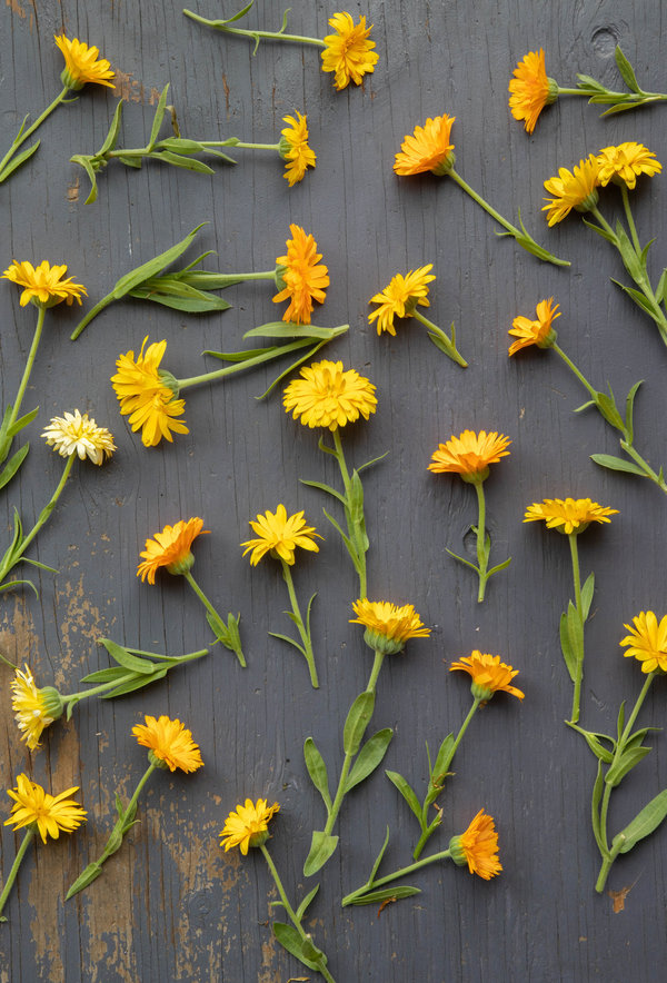 Calendula/Multi