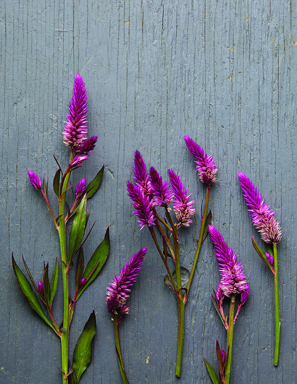 Celosia