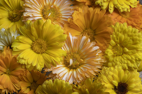 Special Price: Calendula/Closeup 