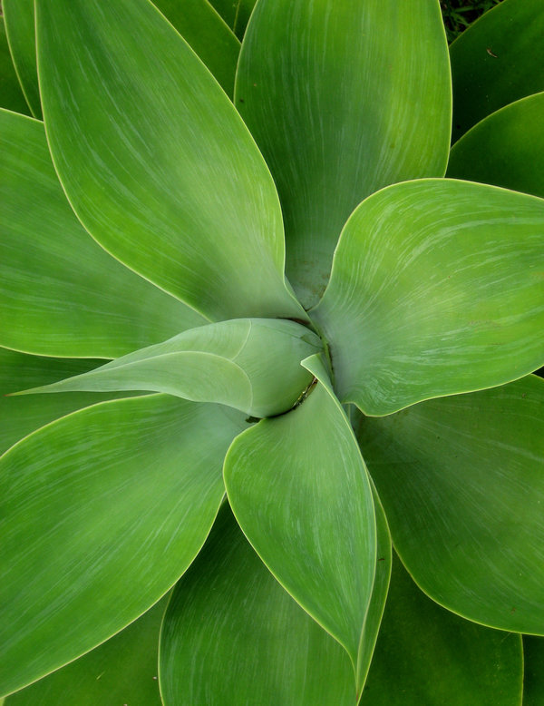 Hosta