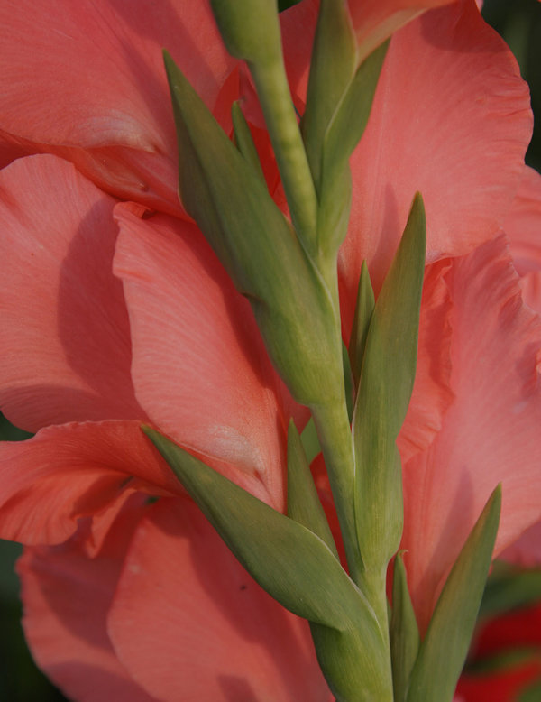 Gladiolus 