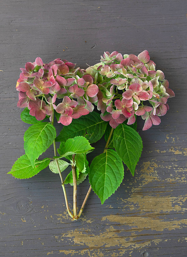 Hydrangea