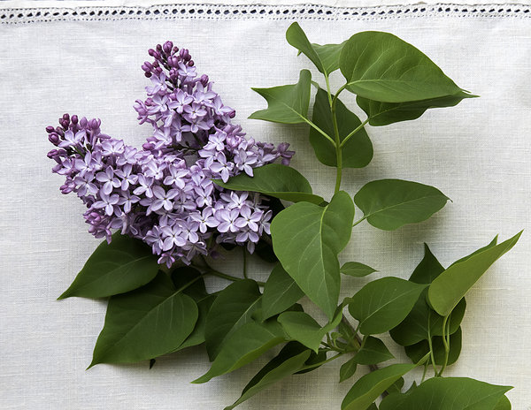 Lilac Flatlay