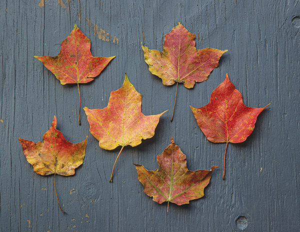 Maple Leaves
