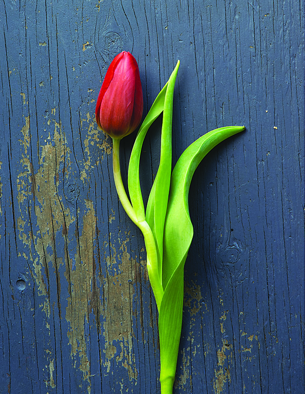 Red Tulip