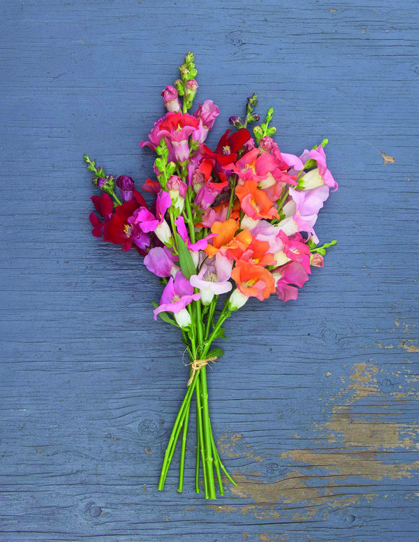 Snapdragons