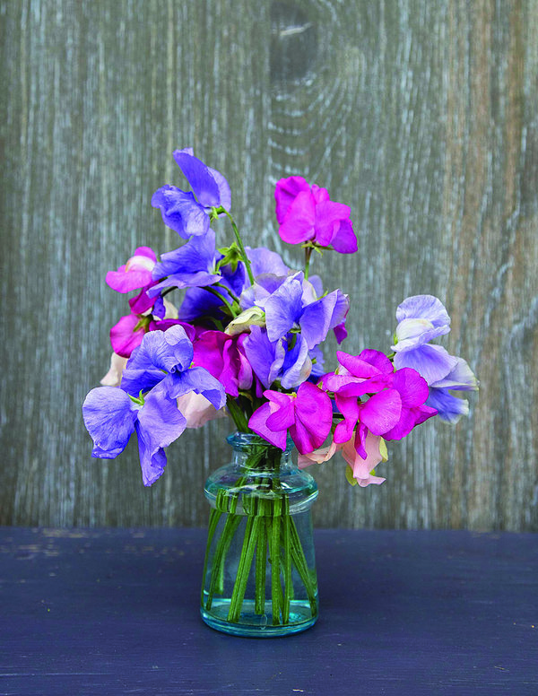 Sweet Peas in Vase