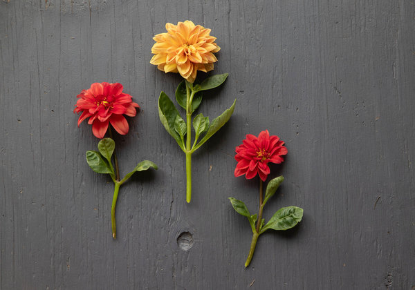 Three Dahlias