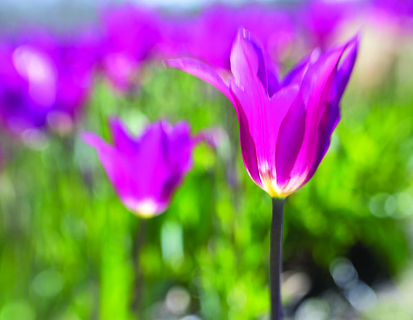 Special Price: Tulip Festival 