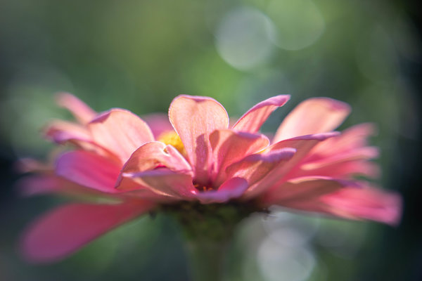 Zinnia 